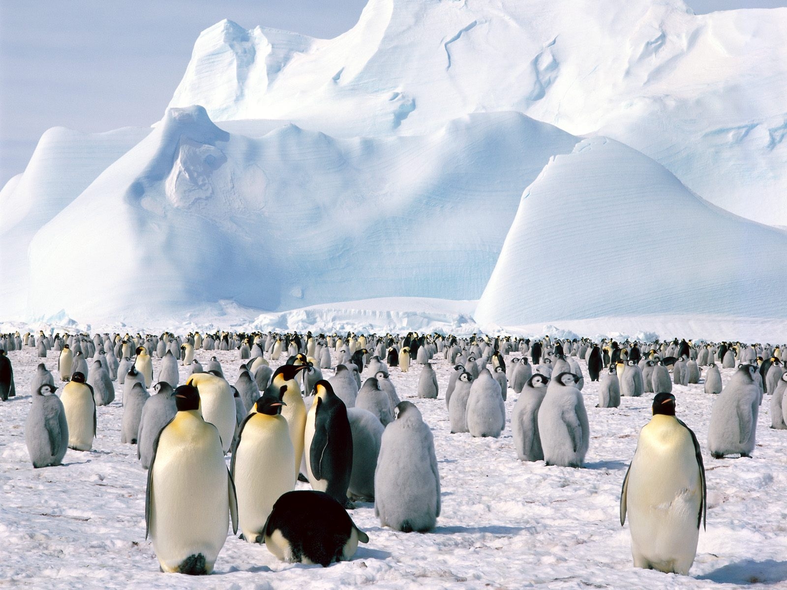 Emperor Penguins in Weddell Sea, Antarctica