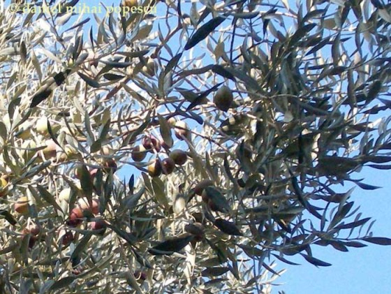 Turkish Olive Tree